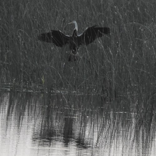 orientslangehals - ML645823209