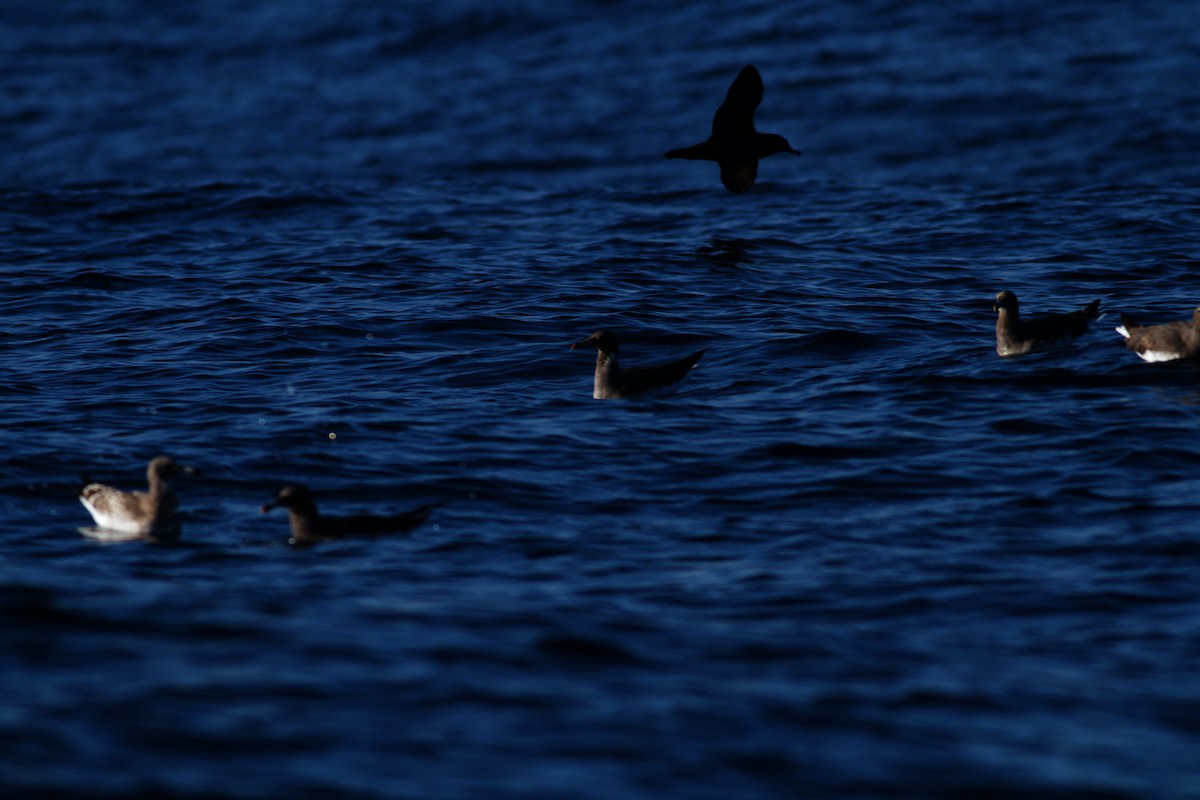 アカアシミズナギドリ - ML645823229