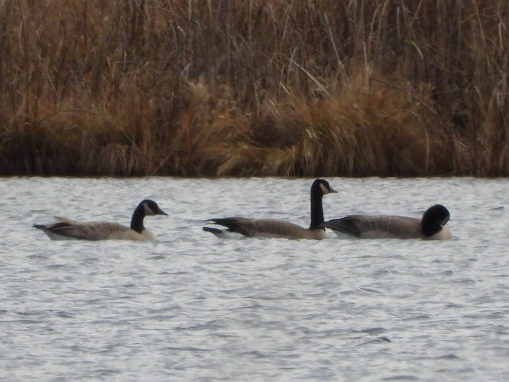 カナダガン - ML645823237