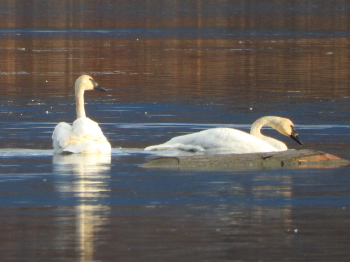 ナキハクチョウ - ML645823239