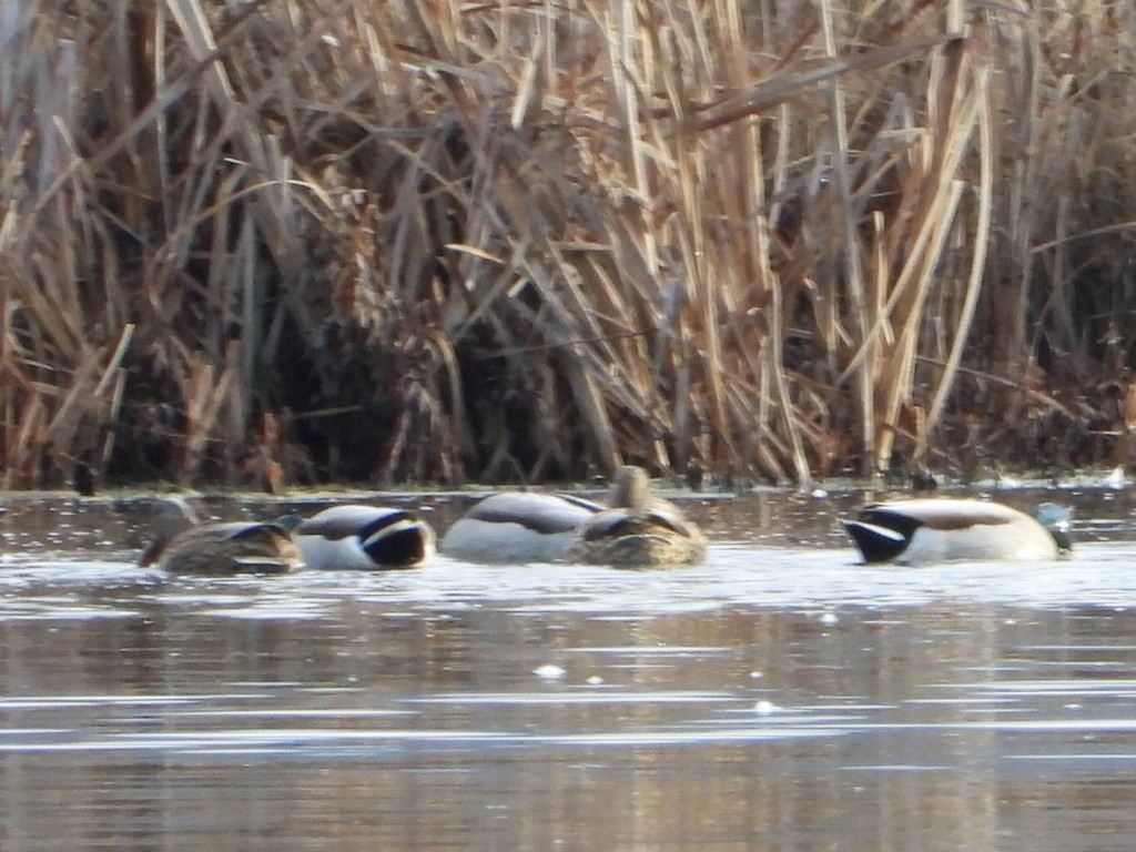 マガモ - ML645823241