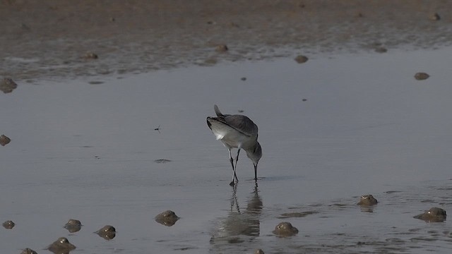 willetsnipe (inornata) - ML645823243