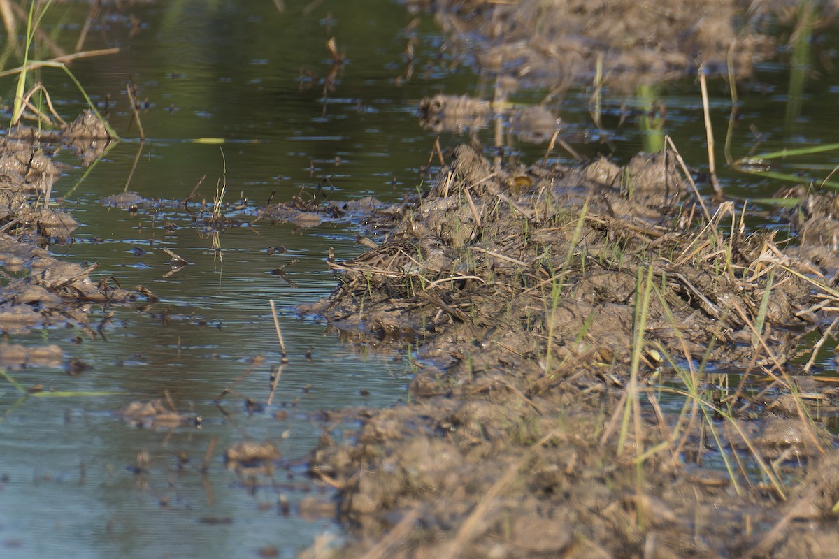 ヒバリシギ - ML645823244