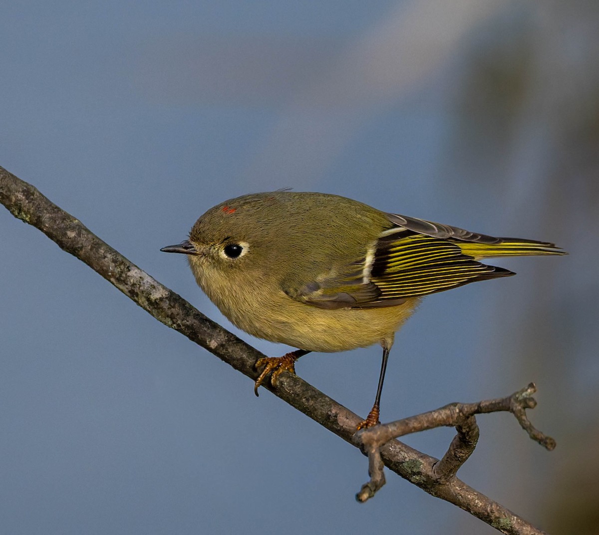 ルビーキクイタダキ - ML645823245