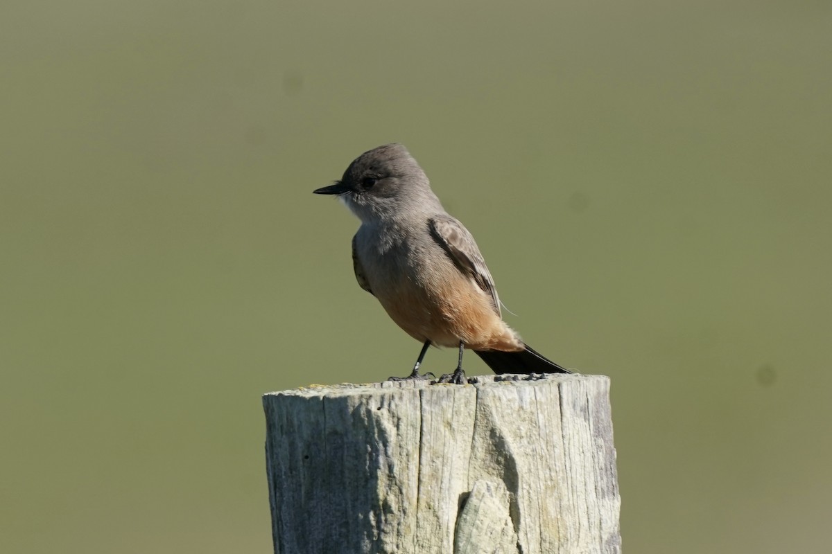 チャイロツキヒメハエトリ - ML645823246