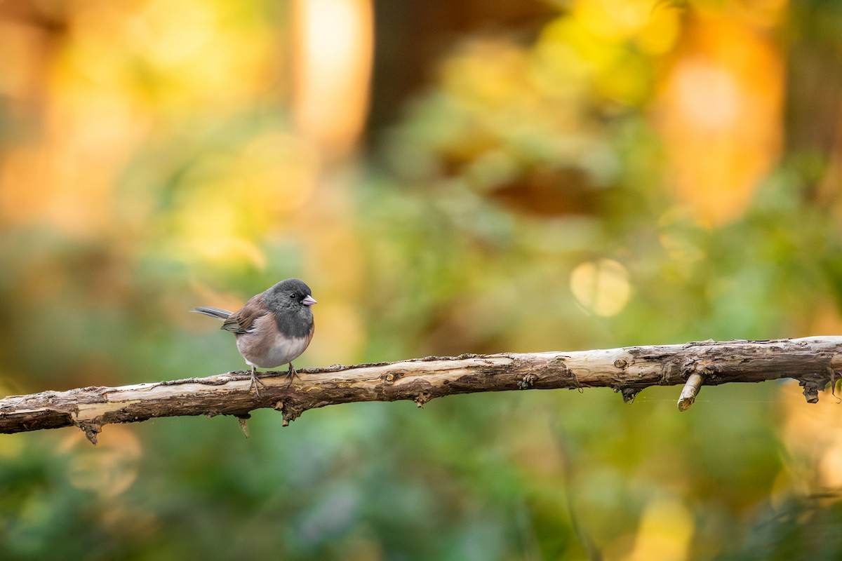 ユキヒメドリ（oreganus グループ） - ML645823248