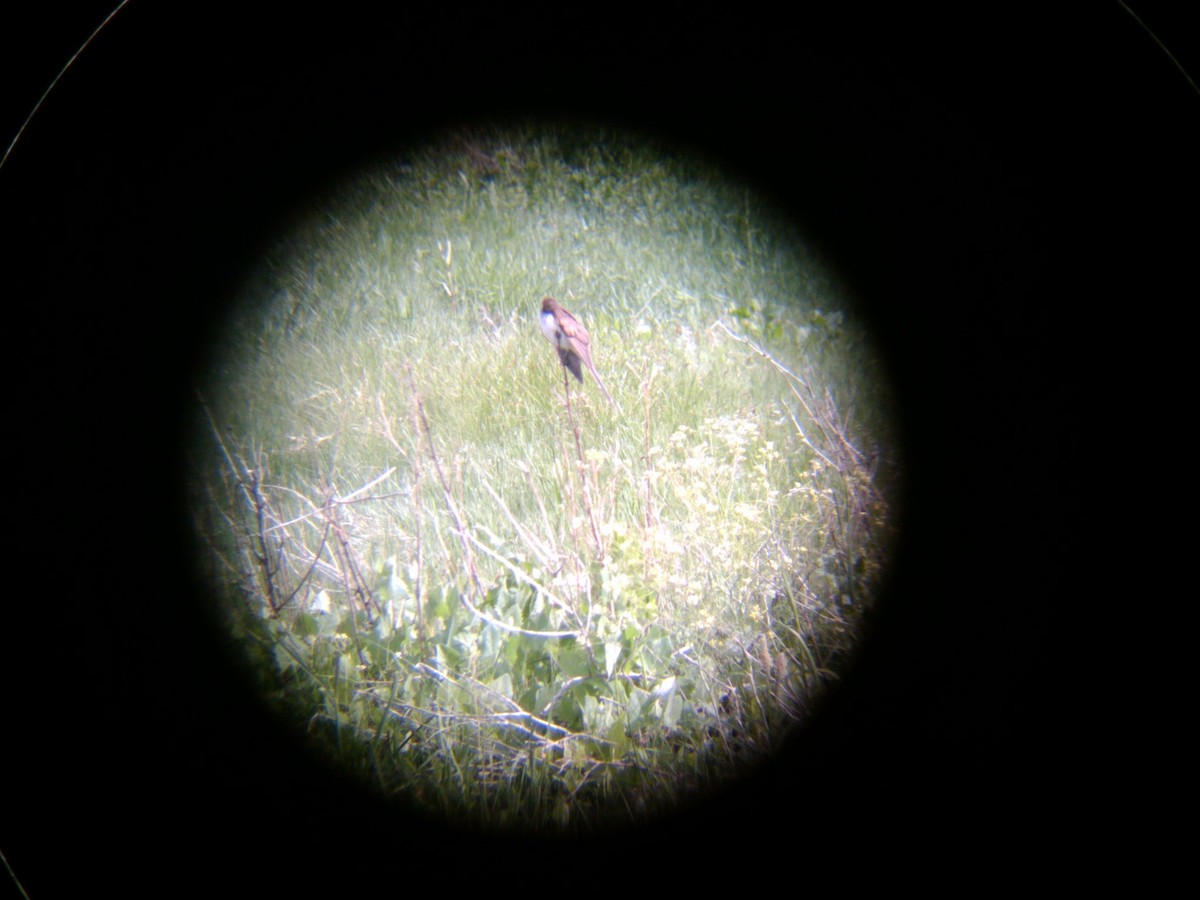 ハシグロカッコウ - ML645823249