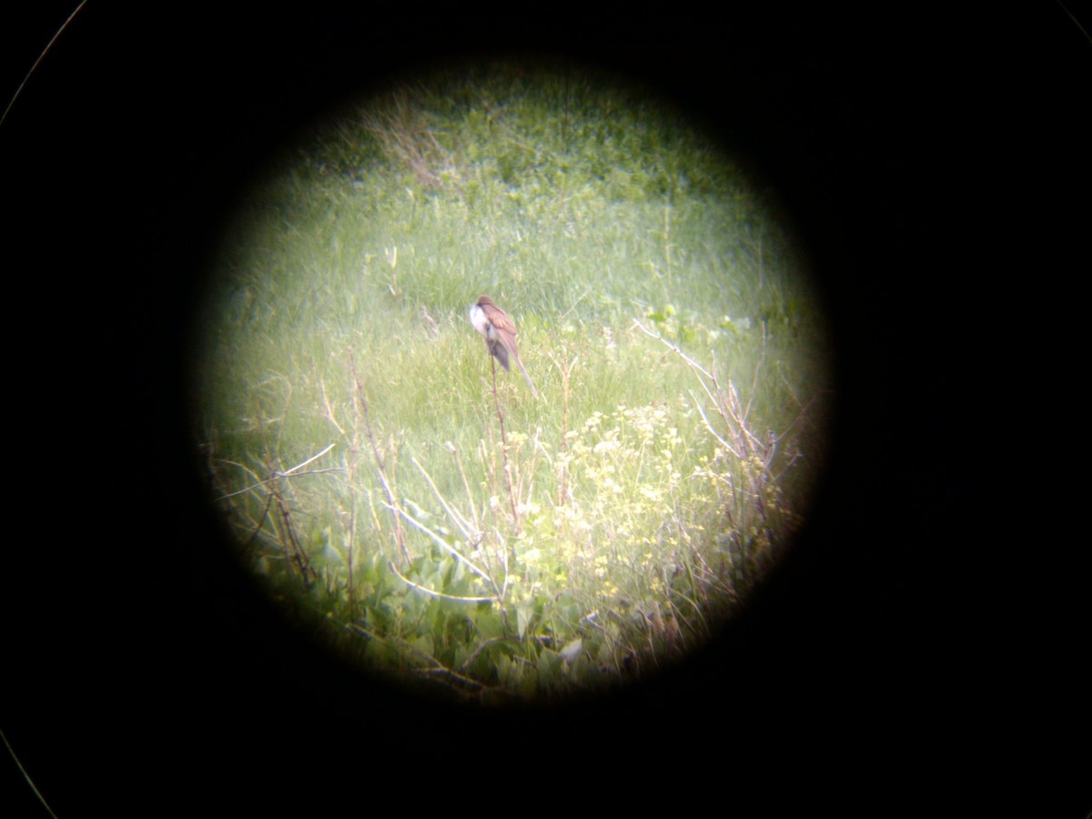 ハシグロカッコウ - ML645823250