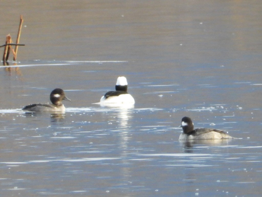 ヒメハジロ - ML645823251