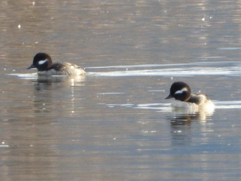 ヒメハジロ - ML645823252