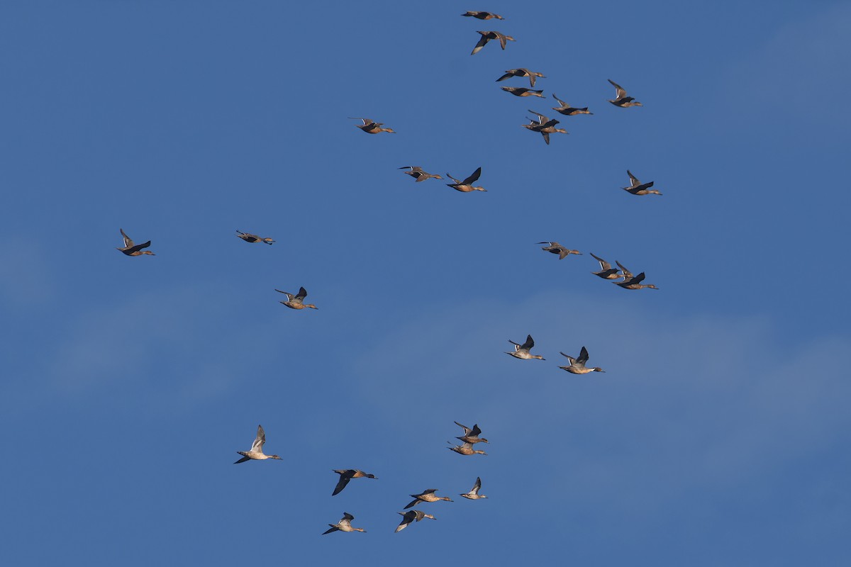 オナガガモ - ML645823254