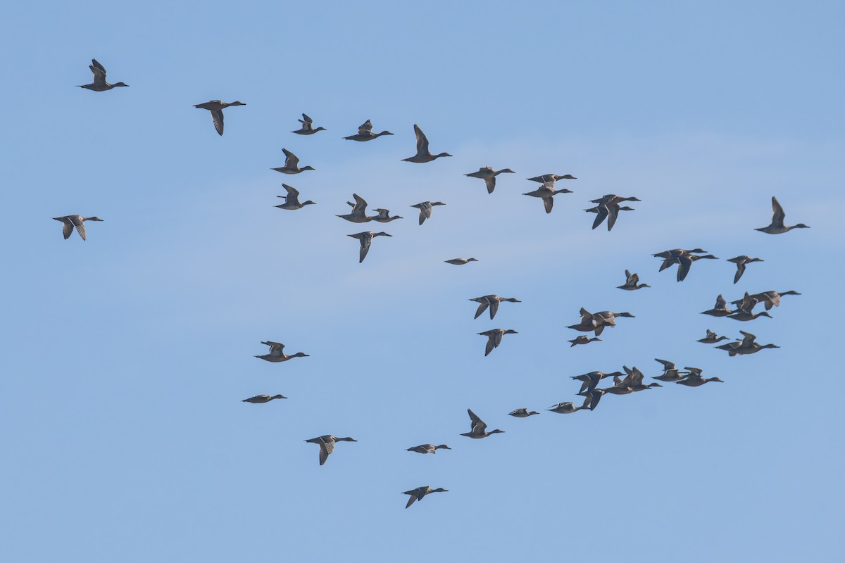 オナガガモ - ML645823255