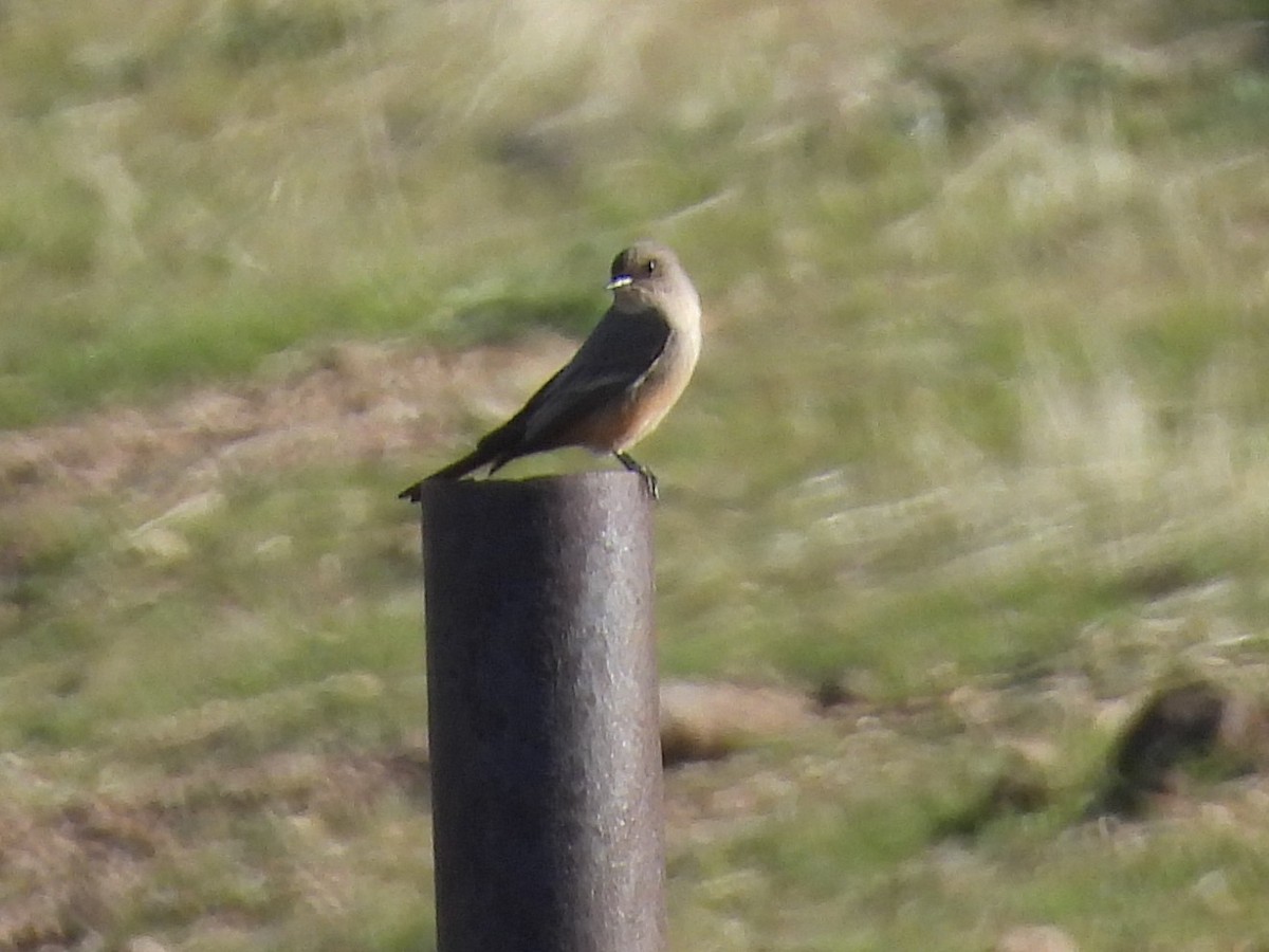 チャイロツキヒメハエトリ - ML645823256