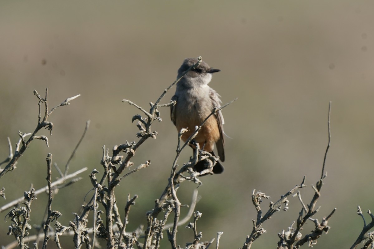 チャイロツキヒメハエトリ - ML645823257