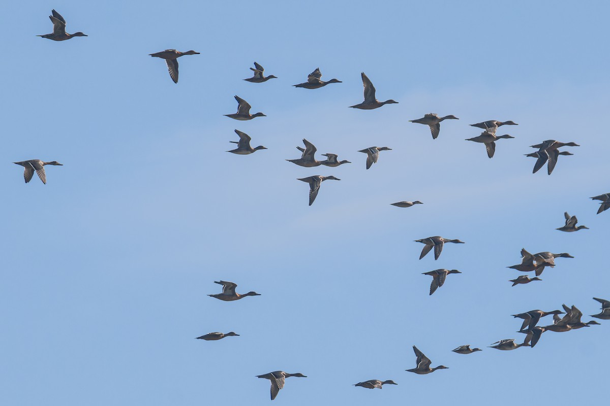 ハシビロガモ - ML645823259