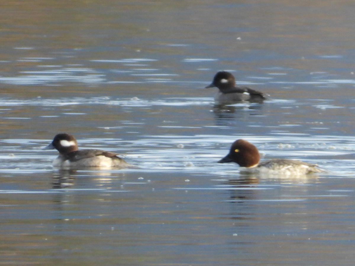 ホオジロガモ - ML645823261