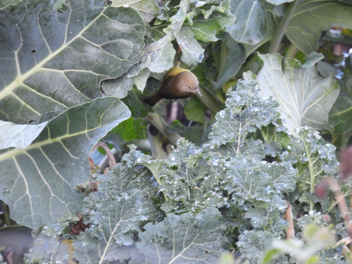 サメズアカアメリカムシクイ - ML645823262