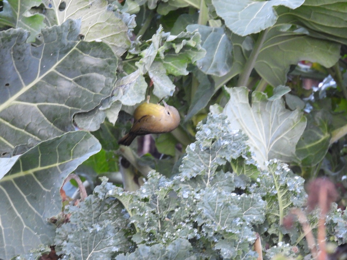 サメズアカアメリカムシクイ - ML645823263