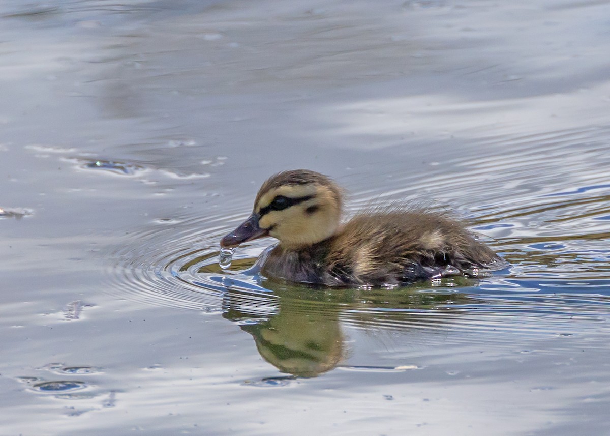 マミジロカルガモ - ML645823264