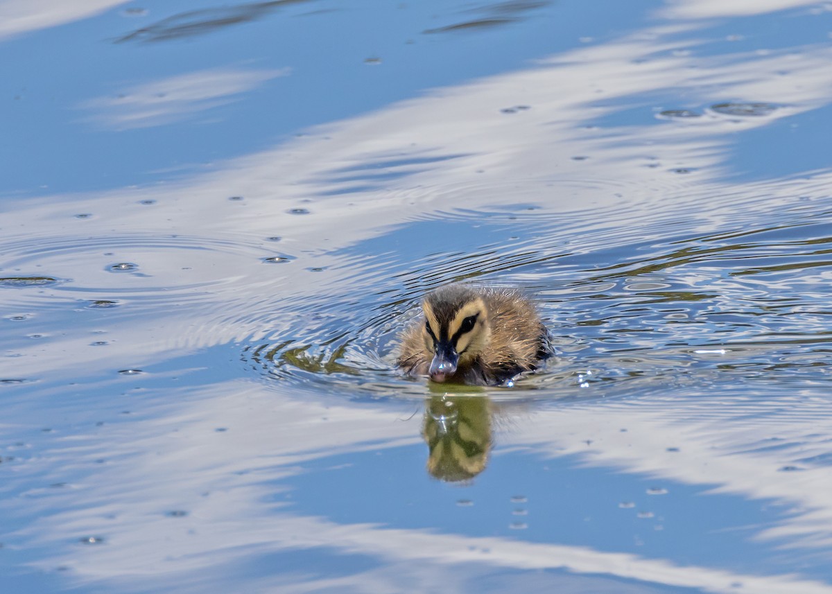 マミジロカルガモ - ML645823265