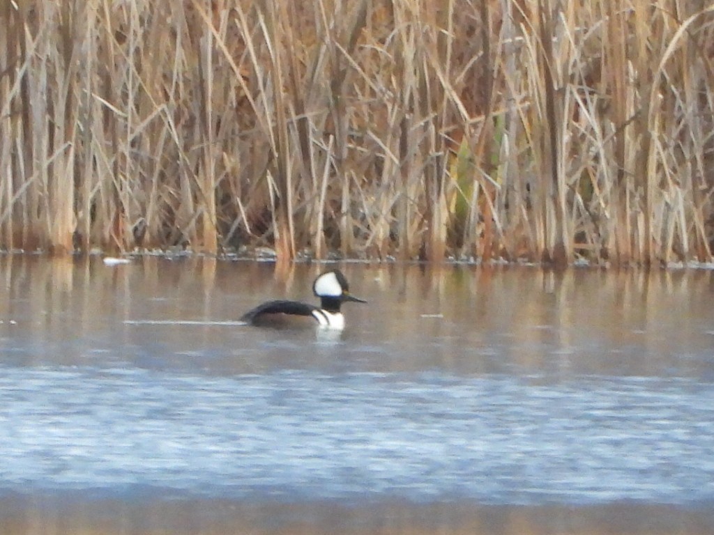 オウギアイサ - ML645823266