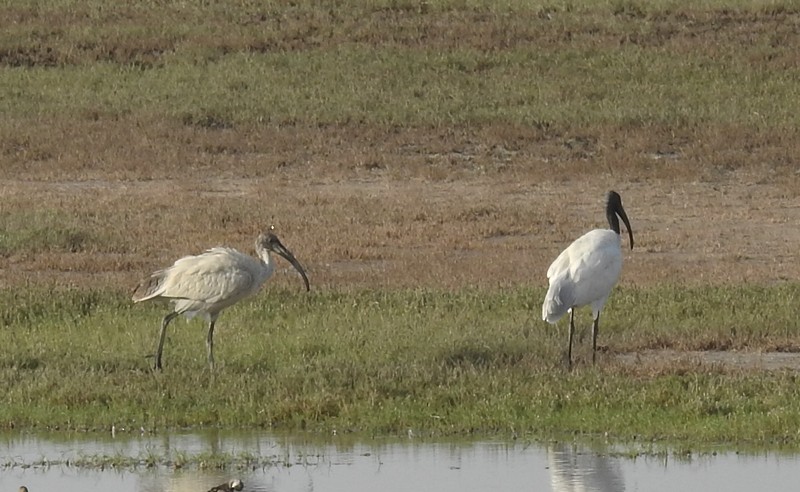 クロトキ - ML645823267