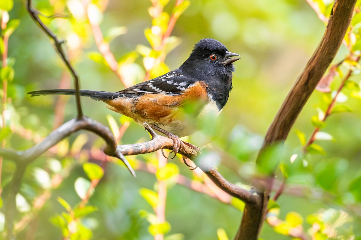 ホシワキアカトウヒチョウ（oregonus グループ） - ML645823269