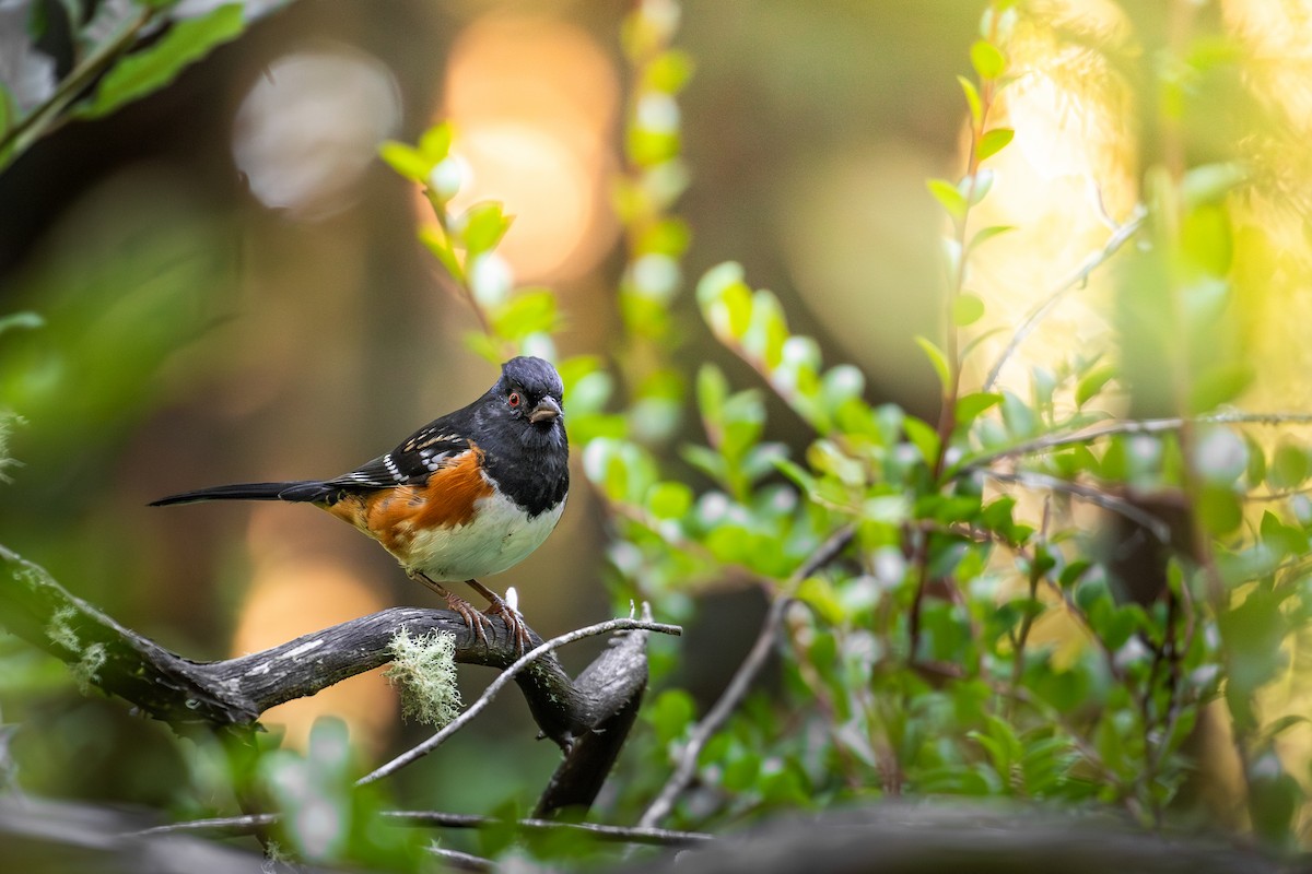 ホシワキアカトウヒチョウ（oregonus グループ） - ML645823270