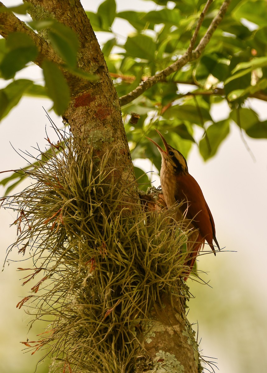 マミジロオニキバシリ - ML645823271