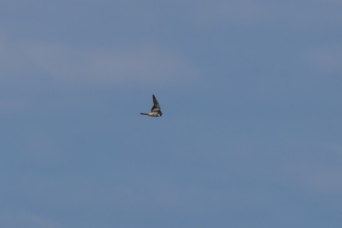 アカアシチョウゲンボウ - ML645823274