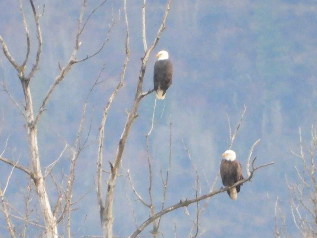 ハクトウワシ - ML645823275