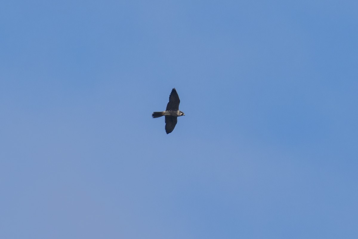 ハヤブサ（calidus／tundrius） - ML645823276