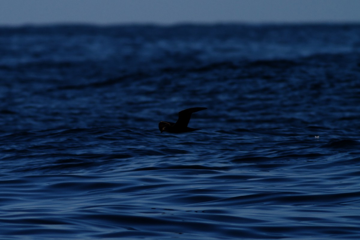 Jouanin's Petrel - ML645823291