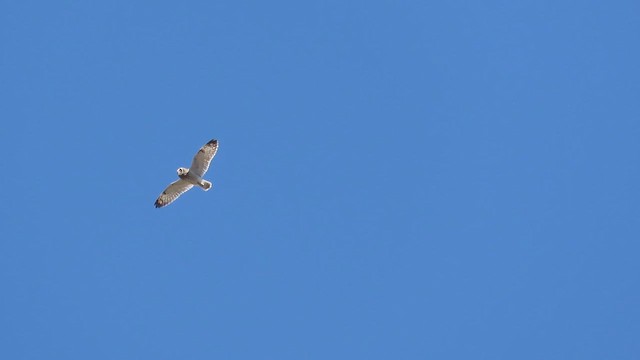 Short-eared Owl (Hawaiian) - ML645823300