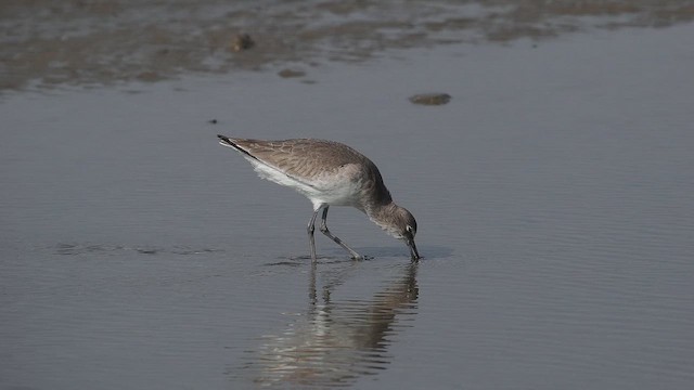 Willet (Western) - ML645823309