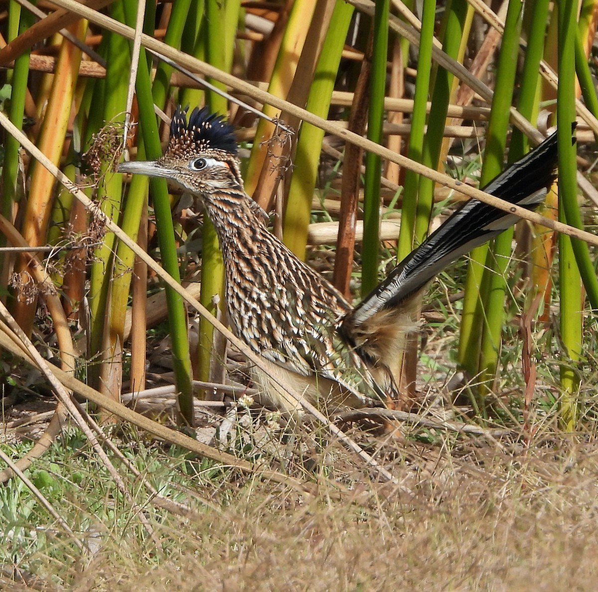 Correcaminos Grande - ML645823310