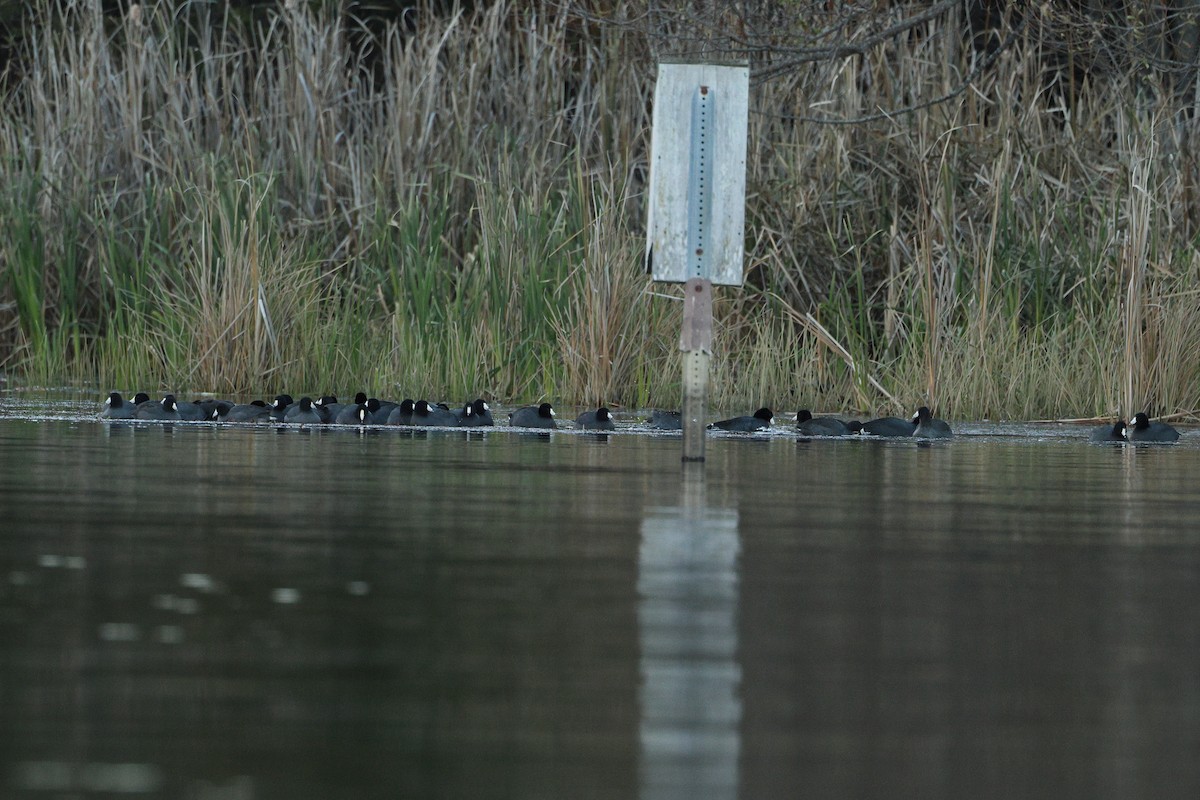 American Coot - ML645823312