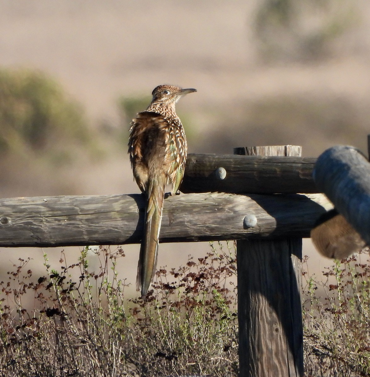 Correcaminos Grande - ML645823313