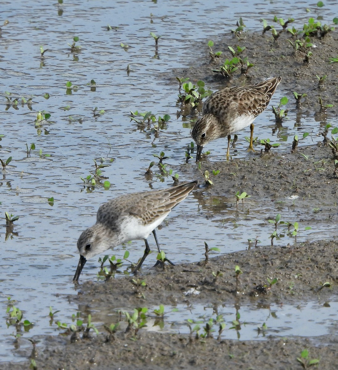 Correlimos de Alaska - ML645823318