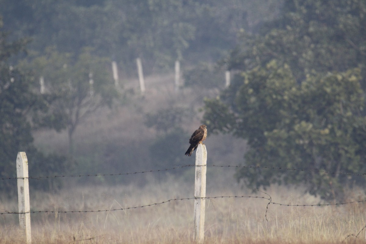 Aguilucho Papialbo - ML645823323