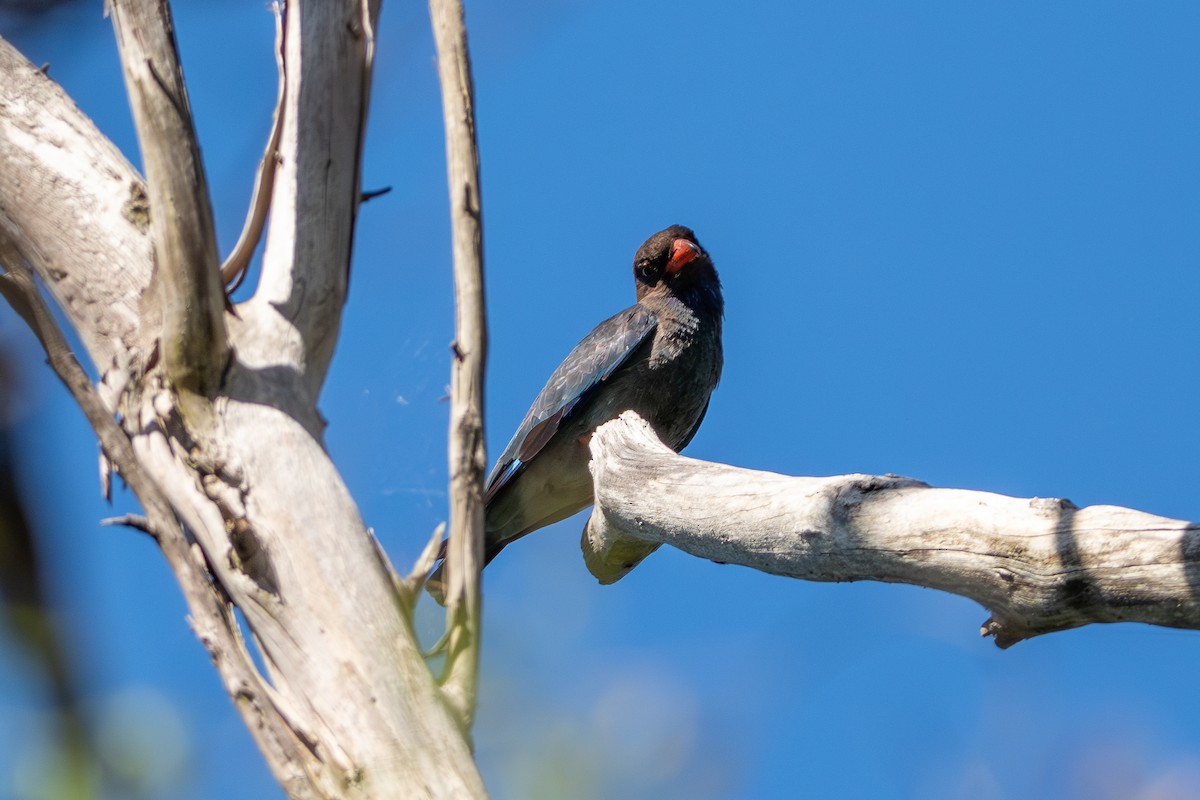 Dollarbird - ML645823324