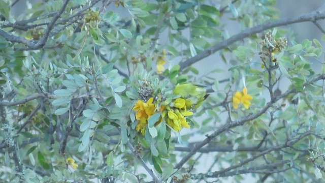 Hawaii Amakihi (Hawaii) - ML645823327