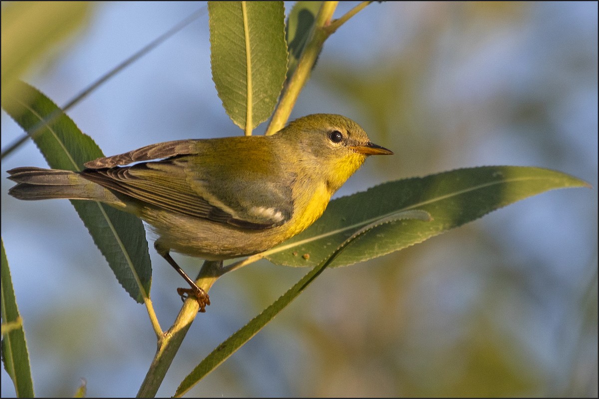 Northern Parula - ML645823328