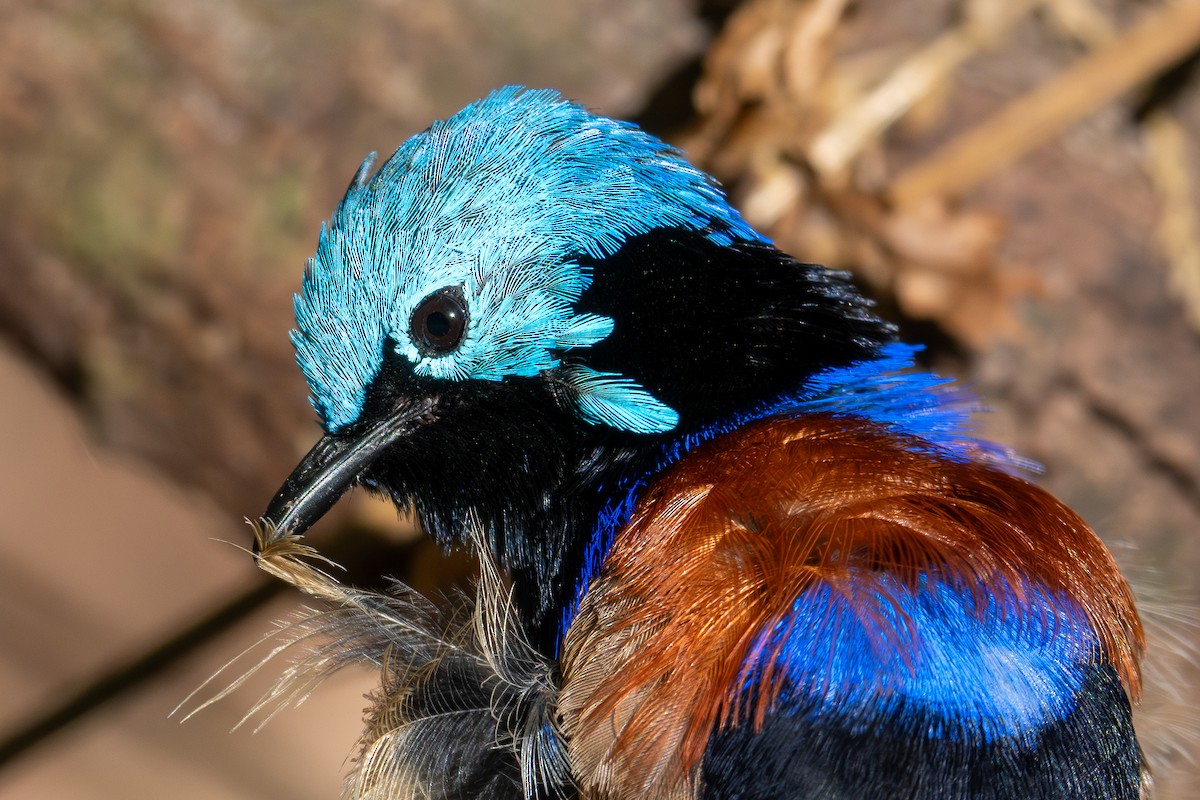 Variegated Fairywren - ML645823329