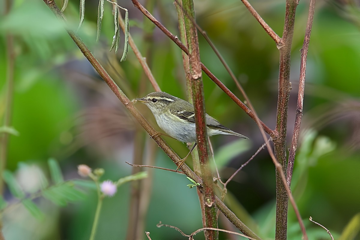 Yellow-browed Warbler - ML645823330