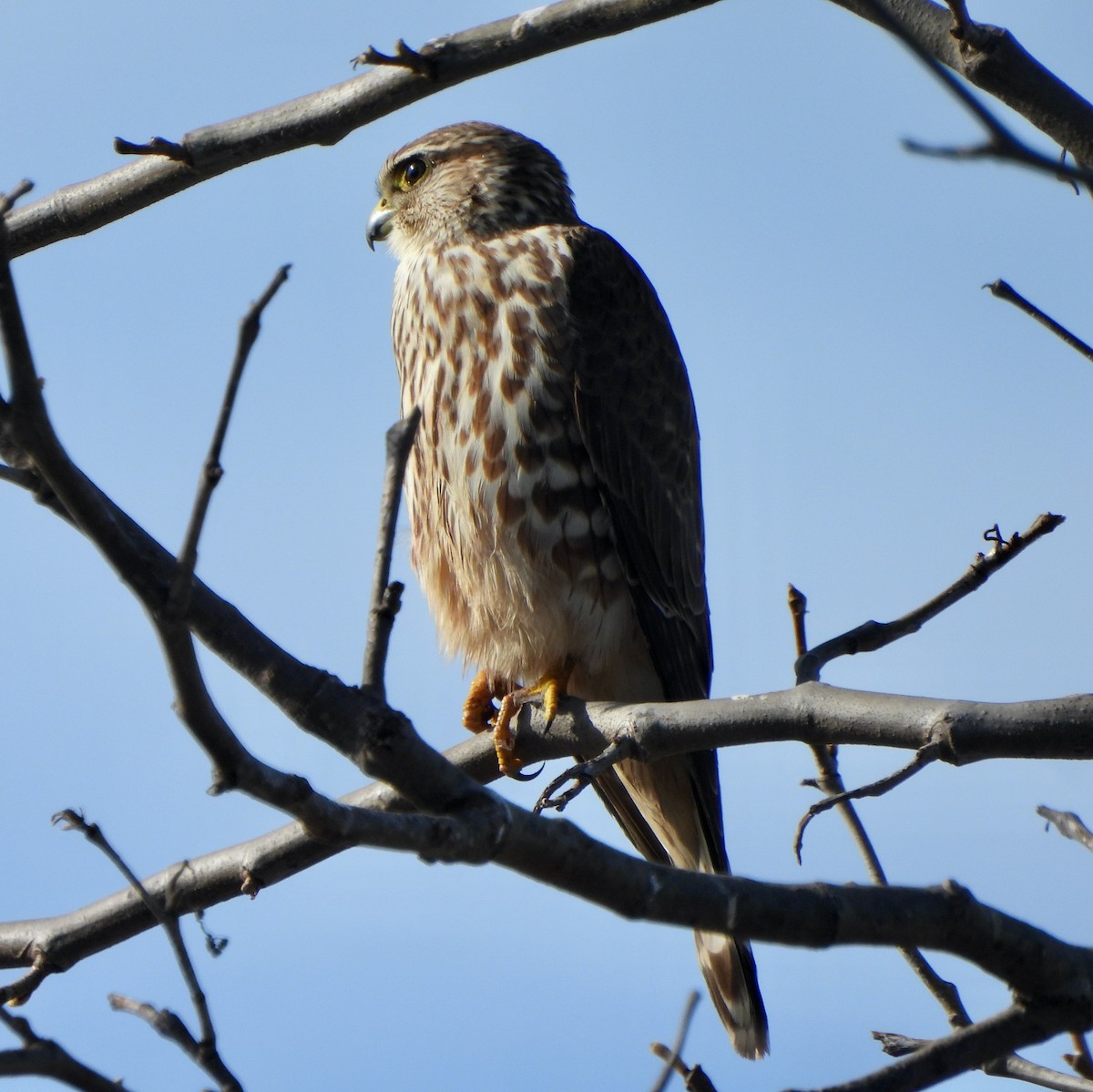 Esmerejón - ML645823331