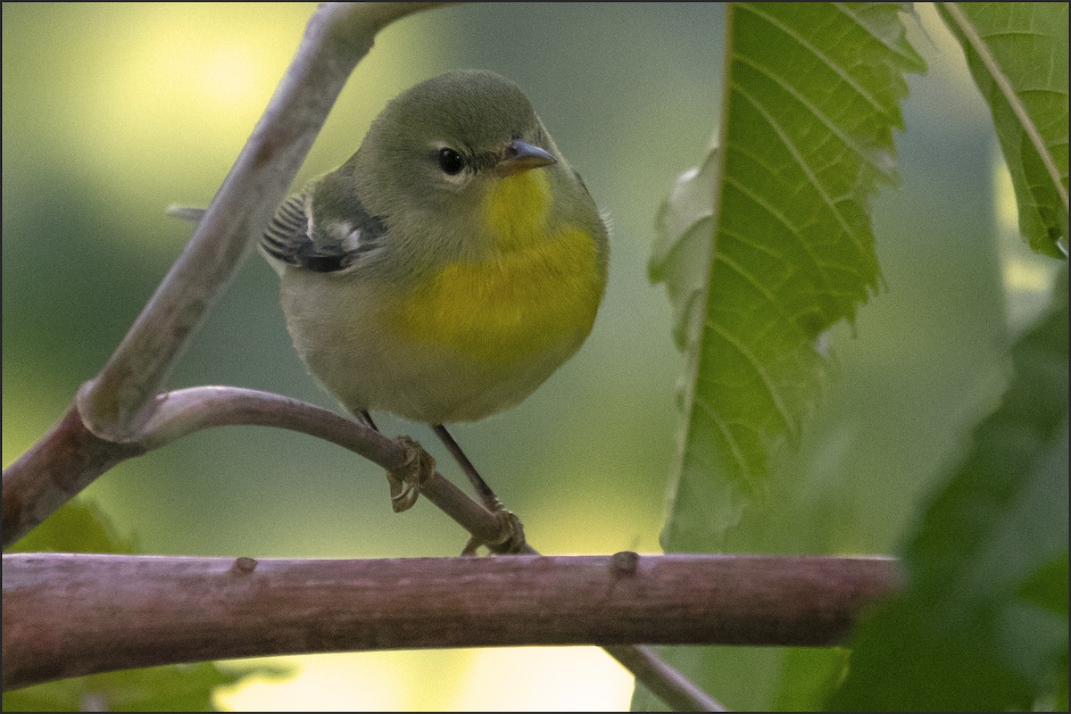 Northern Parula - ML645823341
