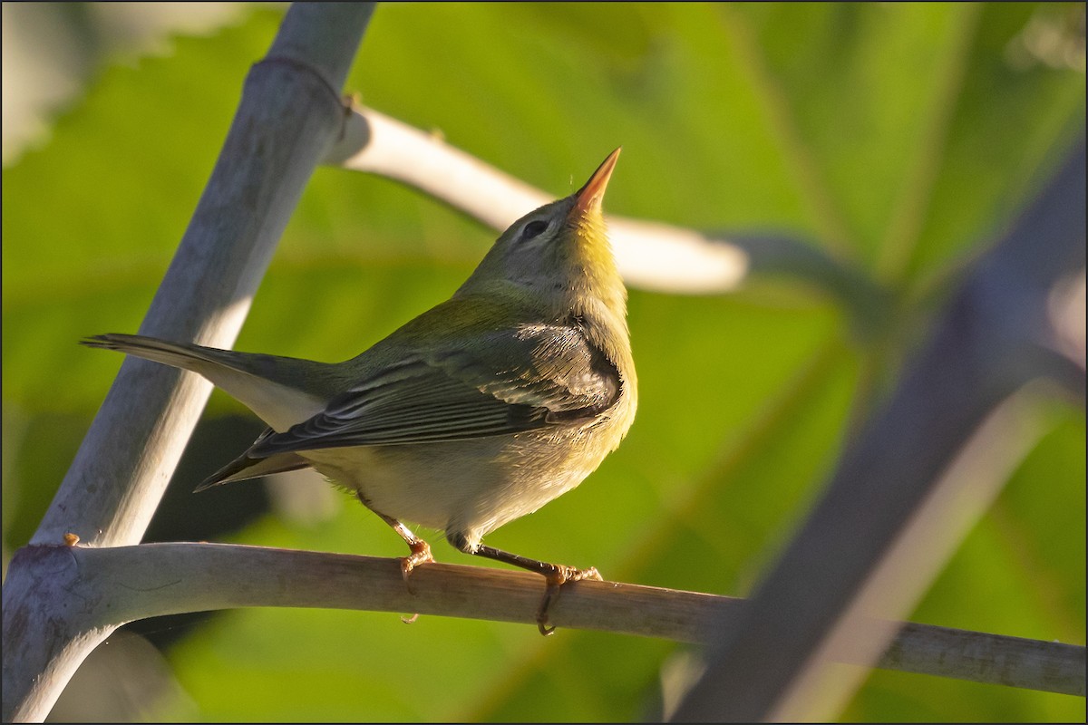 Northern Parula - ML645823343