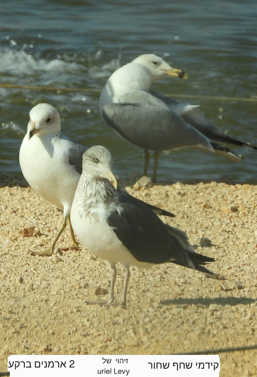 Zafferano - ML645823347