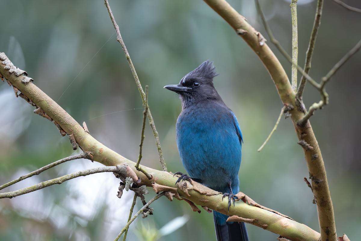 Steller's Jay - ML645823364
